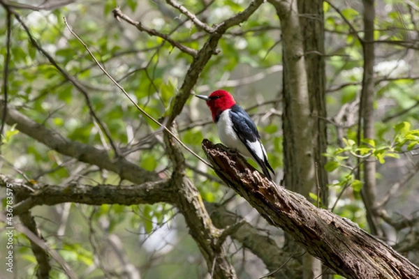 Fototapeta Red-headed Woodpecker in the park