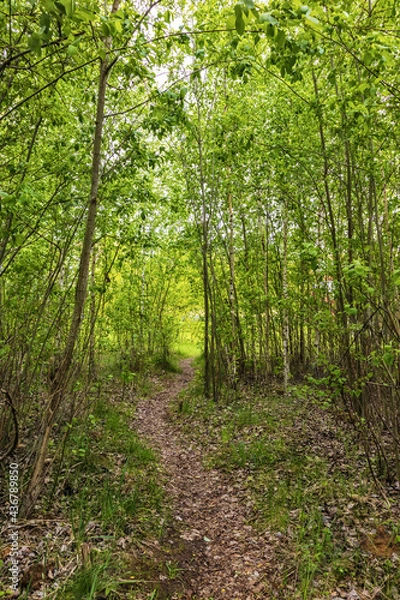 Fototapeta Forest path with old leaves