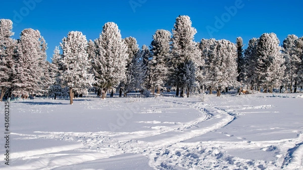 Fototapeta landscape, two tracks from car tires on pure white snow, leading to coniferous trees in the forest in beautiful, bright, winter, sunny weather