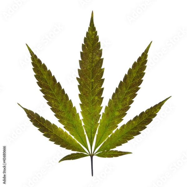 Obraz Liść Canabis na białym
