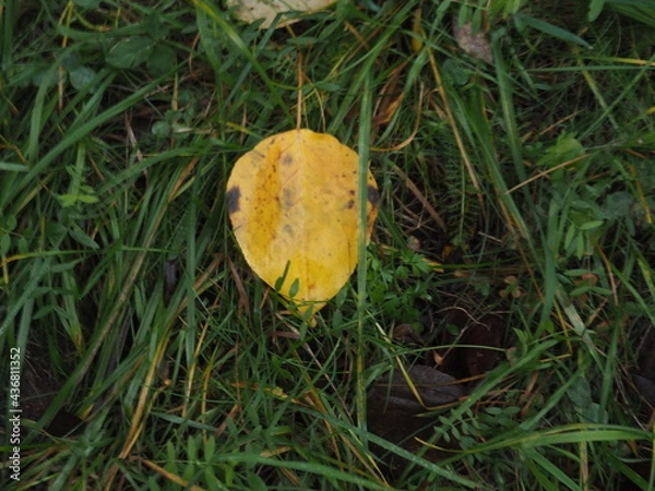 Fototapeta yellow leaf on grass