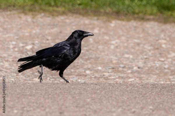 Fototapeta Carrion Crow