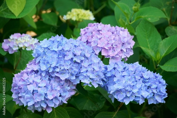 Fototapeta あじさい
