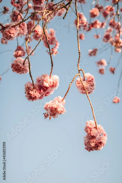 Obraz Cherry Blossom (Sakura) in English Garden