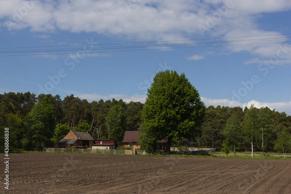 Obraz Samotne drzewo