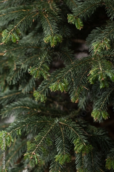 Obraz Christmas tree branches