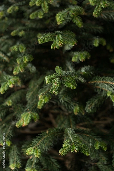 Obraz Christmas tree branches