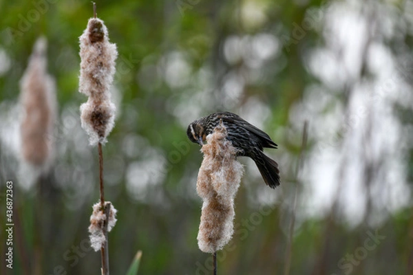 Obraz Song Sparrow Gathering Nesting Material