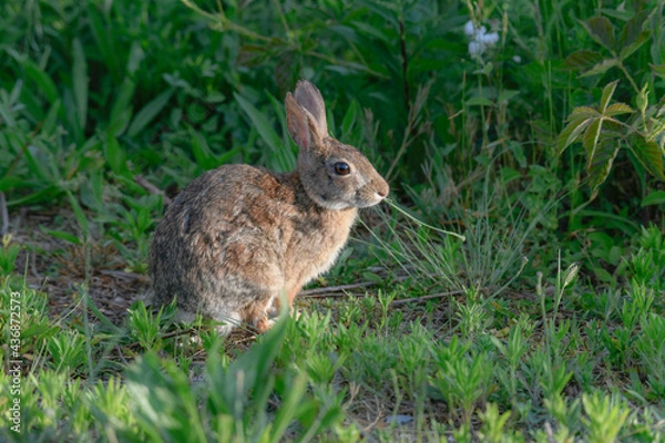 Obraz Eastern Cottontail Munching Some Grass