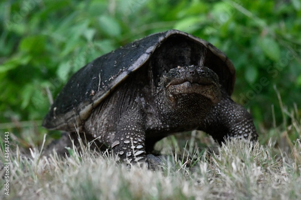 Obraz Common Snapping Turtle Staring Me Down