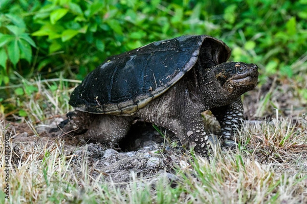 Obraz Common Snapping Turtle Building a Nest