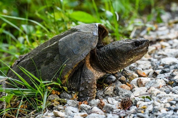 Obraz Common Snapping Turtle Building a Nest