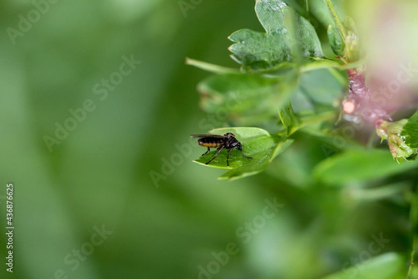Fototapeta Eine Nahaufnahme einer Fliege oder eines fliegenähnliches Insektes.