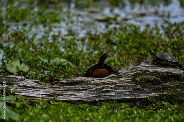 Obraz Eastern Painted Turtle Basking on Driftwood