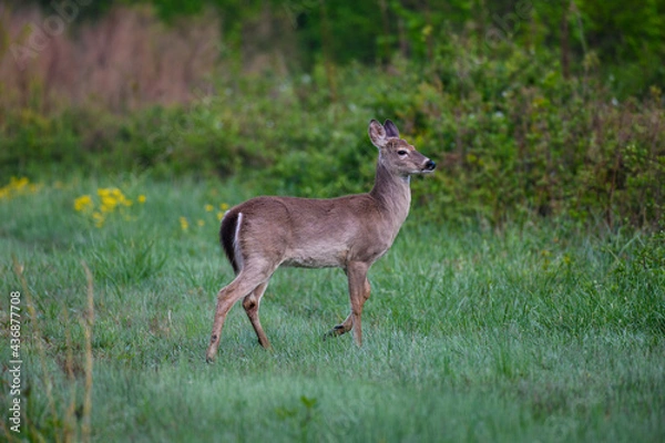 Obraz Whitetail Deer in a Meadow