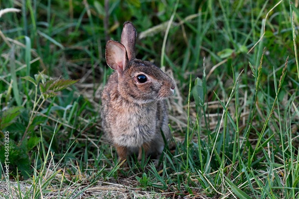 Obraz A Roadside Eastern Cottontail