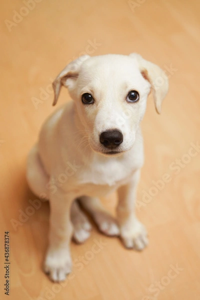 Obraz A Labrador puppy sits on the floor.
