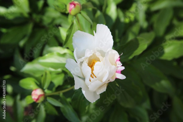 Obraz White Peony Bloom Spring Flower