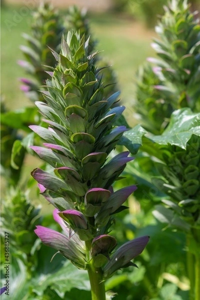 Obraz Acanto - Acanthus Mollis