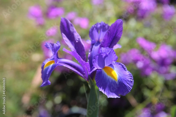 Obraz Beautiful Purple Spring Iris Bloom