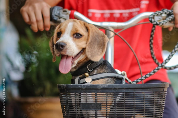 Fototapeta Happy one beagle dog in a collar with a is sit down on the bicyclist. Small beagel.