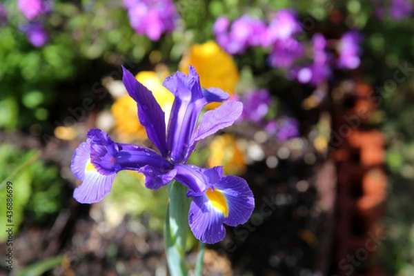 Obraz Purple Iris on yellow 