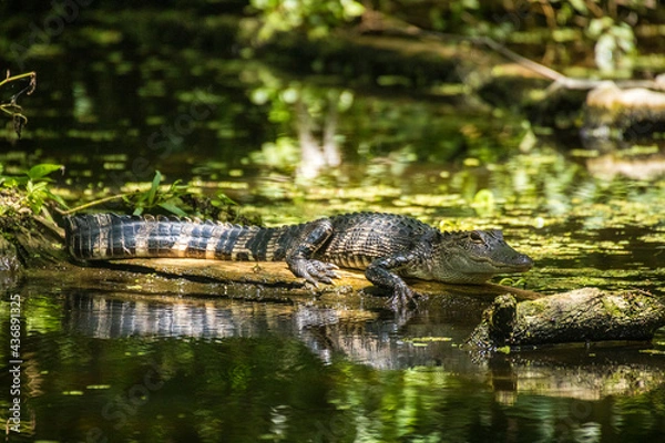 Fototapeta Alligator resting on log.