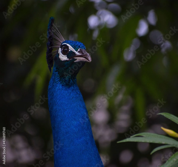 Obraz peacock