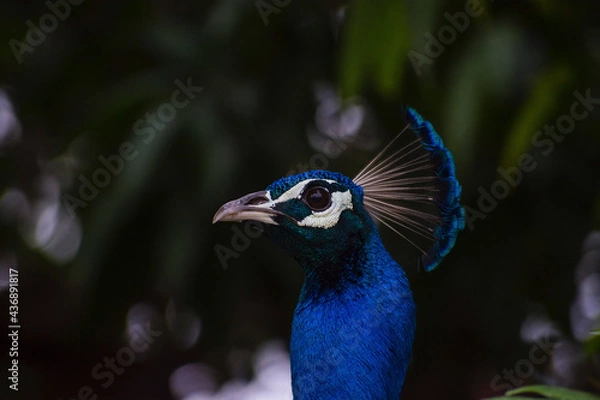 Obraz peacock