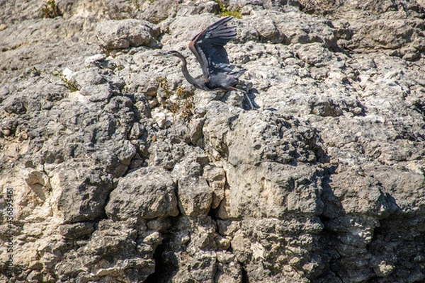 Obraz Bird on a rock.