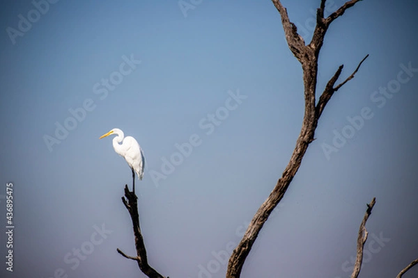 Obraz bird on a branch