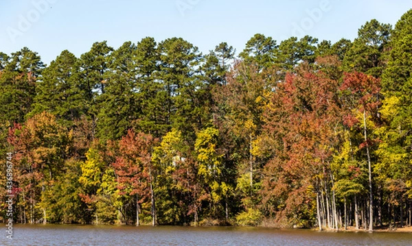 Obraz trees in the park