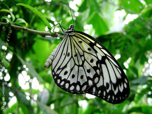 Obraz Butterfly Beauty