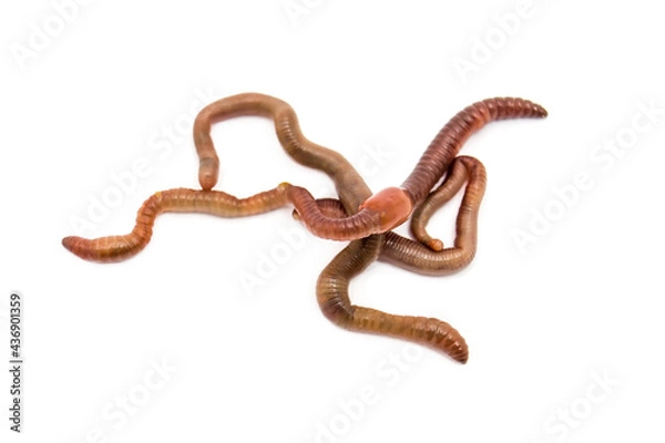Fototapeta Earthworms close-up on a white background