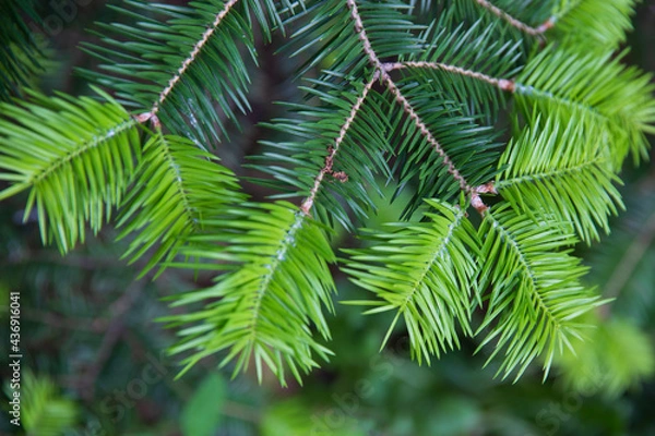 Fototapeta Blurred branches of spruce. Beautiful spruce branch with needles. Christmas tree in nature. Green spruce. Spruce close-up.