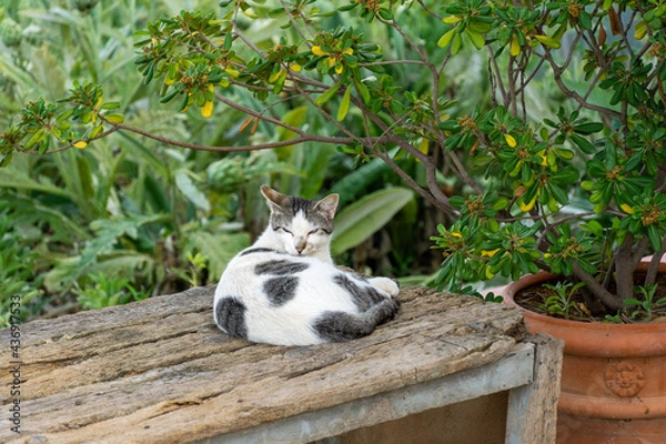 Fototapeta bored cat on wooden bench at nap time