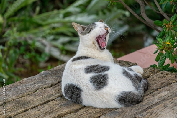 Fototapeta bored cat on wooden bench at nap time