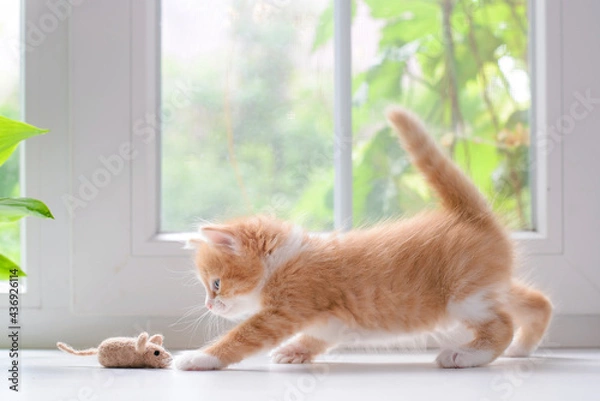 Fototapeta Red kitten playing with a toy mouse
