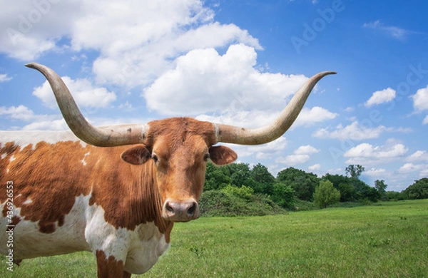 Obraz Closeup of Texas Longhorn in the spring pasture. Bright blue sky and white clouds with copy space.