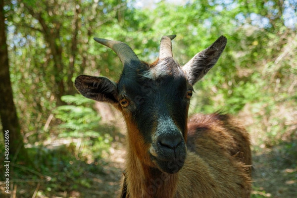 Fototapeta Closeup of a black and brown goat snout in nature. Macro portrait with horns