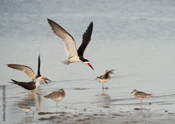 Obraz Oystercatcher in flight
