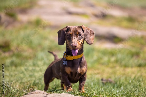 Obraz Miniature Dachshund Dog Panting in the sun