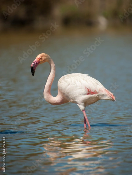 Obraz Flamingo