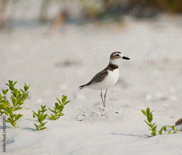 Obraz Plover on beach