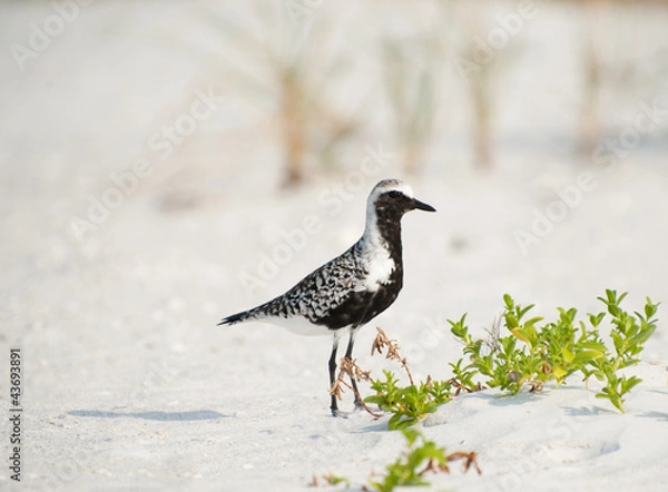 Obraz Bird on beach