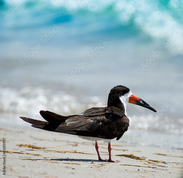 Obraz Oystercatcher