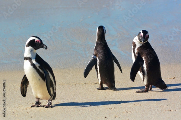 Obraz pinguins