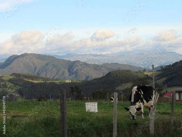 Obraz cows in the mountains