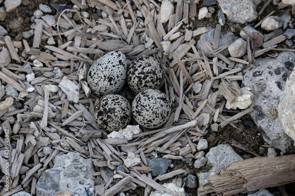 Obraz killdeer shorebird eggs