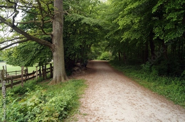 Obraz Road to the forest